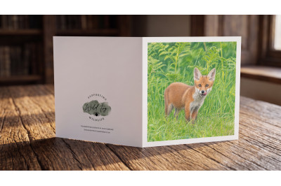 Fox Cub Greeting Card